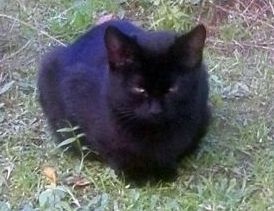Czarny kotek Kliknięcie w obrazek spowoduje wyświetlenie jego powiększenia