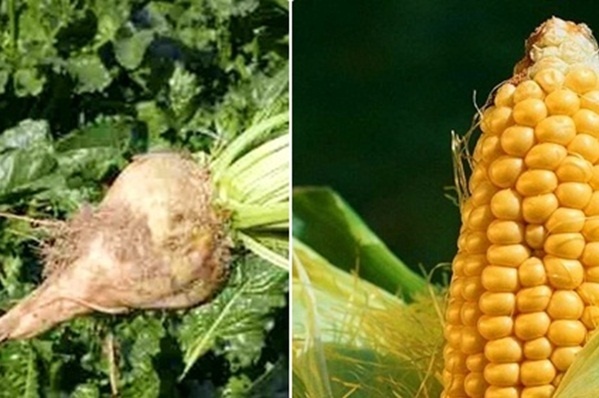XIV Dzień Kukurydzy i Buraka Kliknięcie w obrazek spowoduje wyświetlenie jego powiększenia