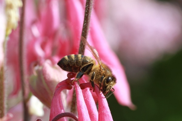 Znikną pszczoły, zniknie 1/3 żywności Kliknięcie w obrazek spowoduje wyświetlenie jego powiększenia