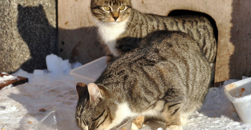20 domków dla kotów i karma na zimę Kliknięcie w obrazek spowoduje wyświetlenie jego powiększenia